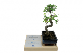 Wooden base recessed for actual potted bonsai tree. Tombstone on silver plates. 
